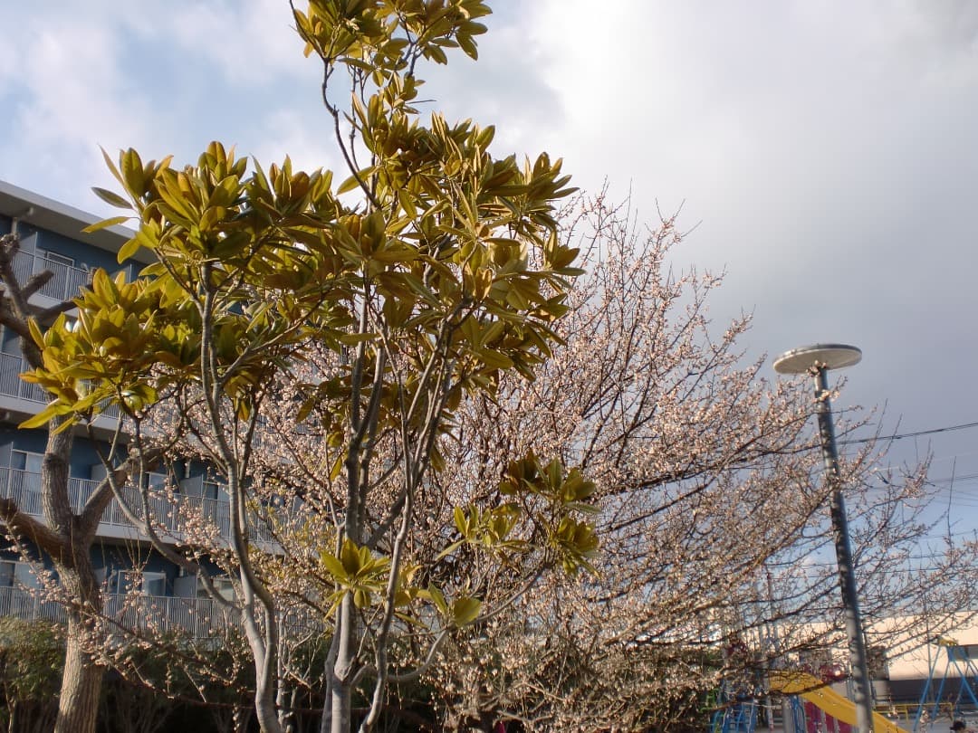 追加あり⭕️【動作確認済み】CASIO EXILIM EX-Z90　ブラック