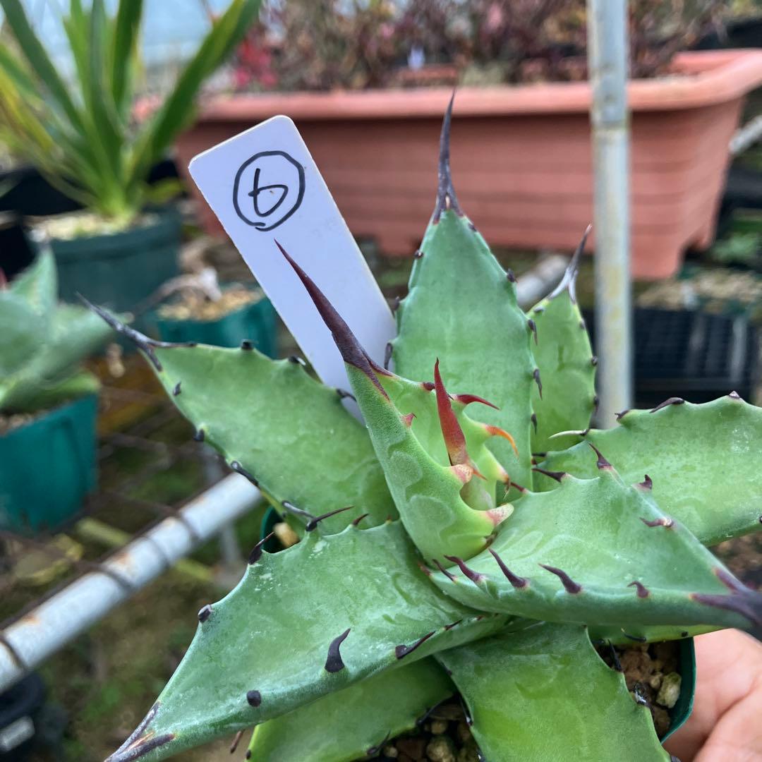 レトロ アガベ マルガリータ