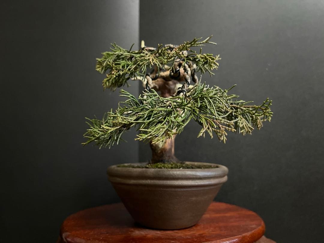 真柏盆栽　糸魚川真柏　古木　捻転シャリ　小品盆栽ミニ盆栽 樹高12cm 喜仙鉢