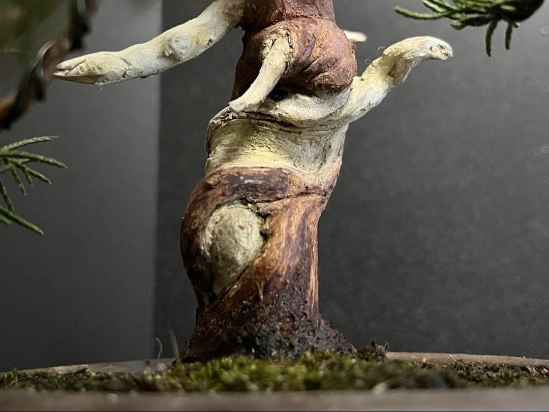 真柏盆栽　糸魚川真柏　古木　捻転シャリ　小品盆栽ミニ盆栽 樹高12cm 喜仙鉢