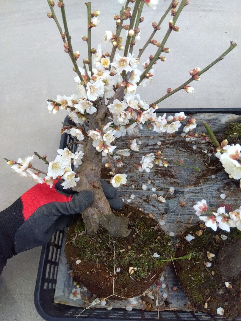 梅　盆栽　5株　破格セール❗ ら