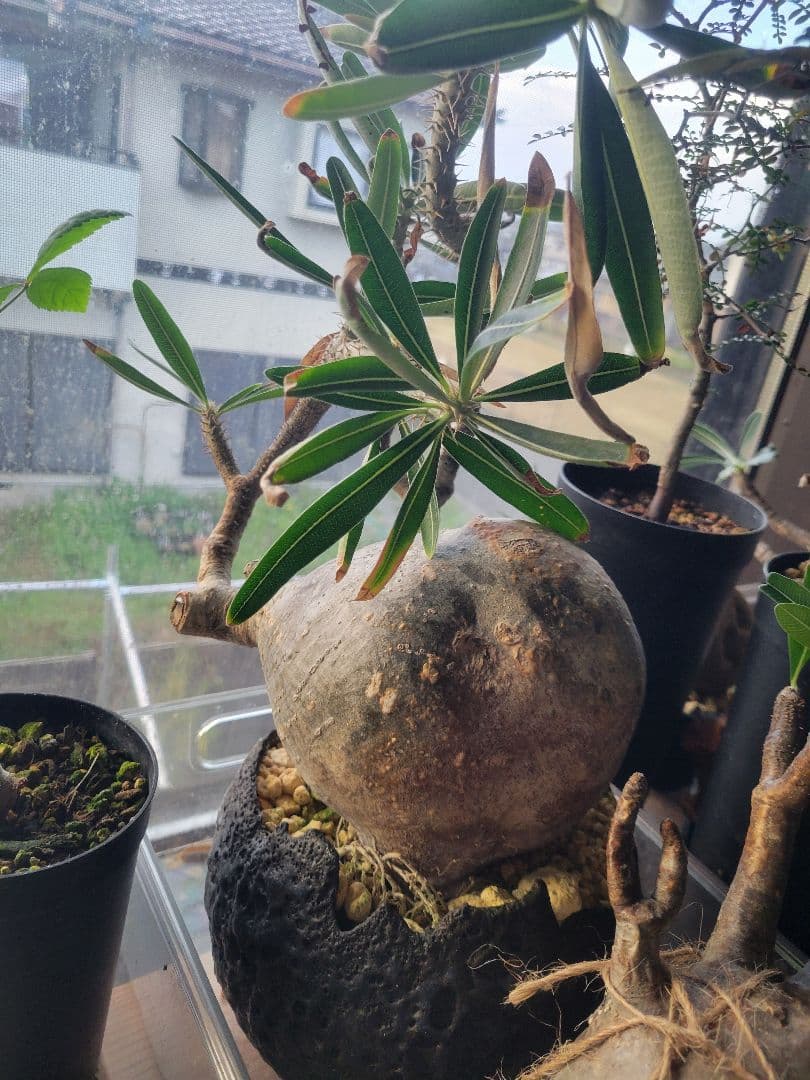 よんちゃん様せパキポディウム・グラキリス　国内管理4年目冬越良好　鉢込日曜発送