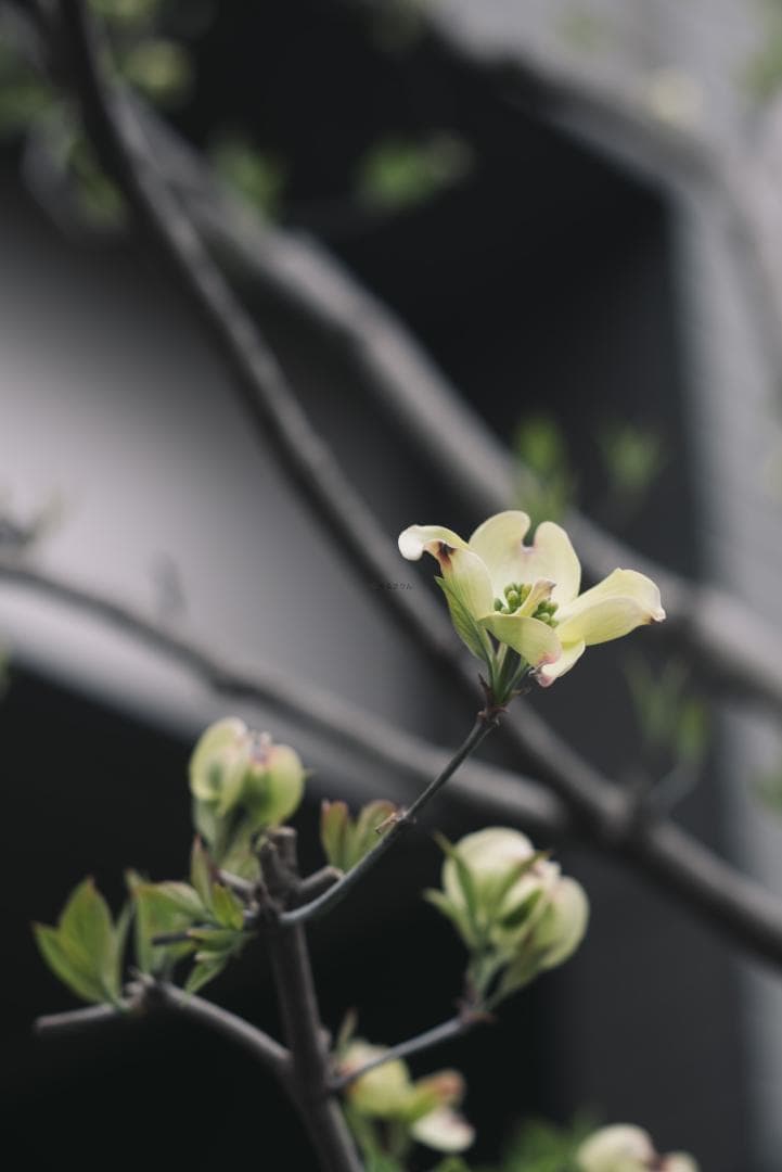 Yoshi様　Leica Elmarit 90mm F2.8オールドレンズ