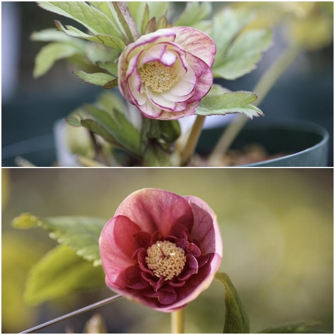 ローブリッター「新春セール」クリスマスローズ 小苗 セット