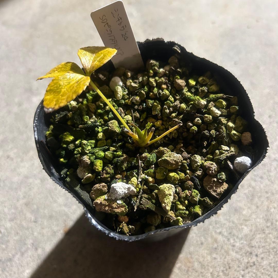 ローブリッター「新春セール」クリスマスローズ 小苗 セット