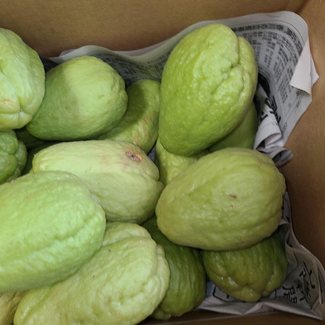 ハヤトウリ種　25個