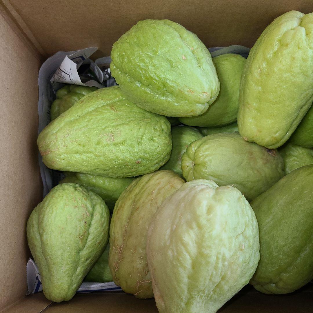 ハヤトウリ種　25個