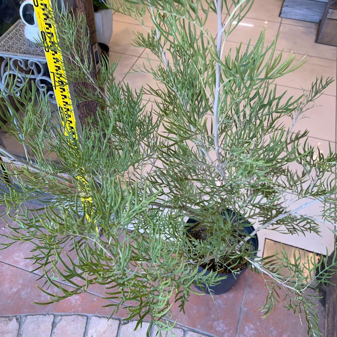 グレビレア ピーチアンドクリーム　大株　1