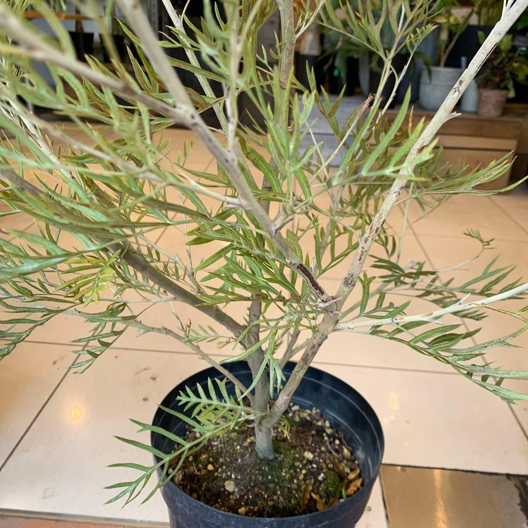 グレビレア ピーチアンドクリーム　大株　1