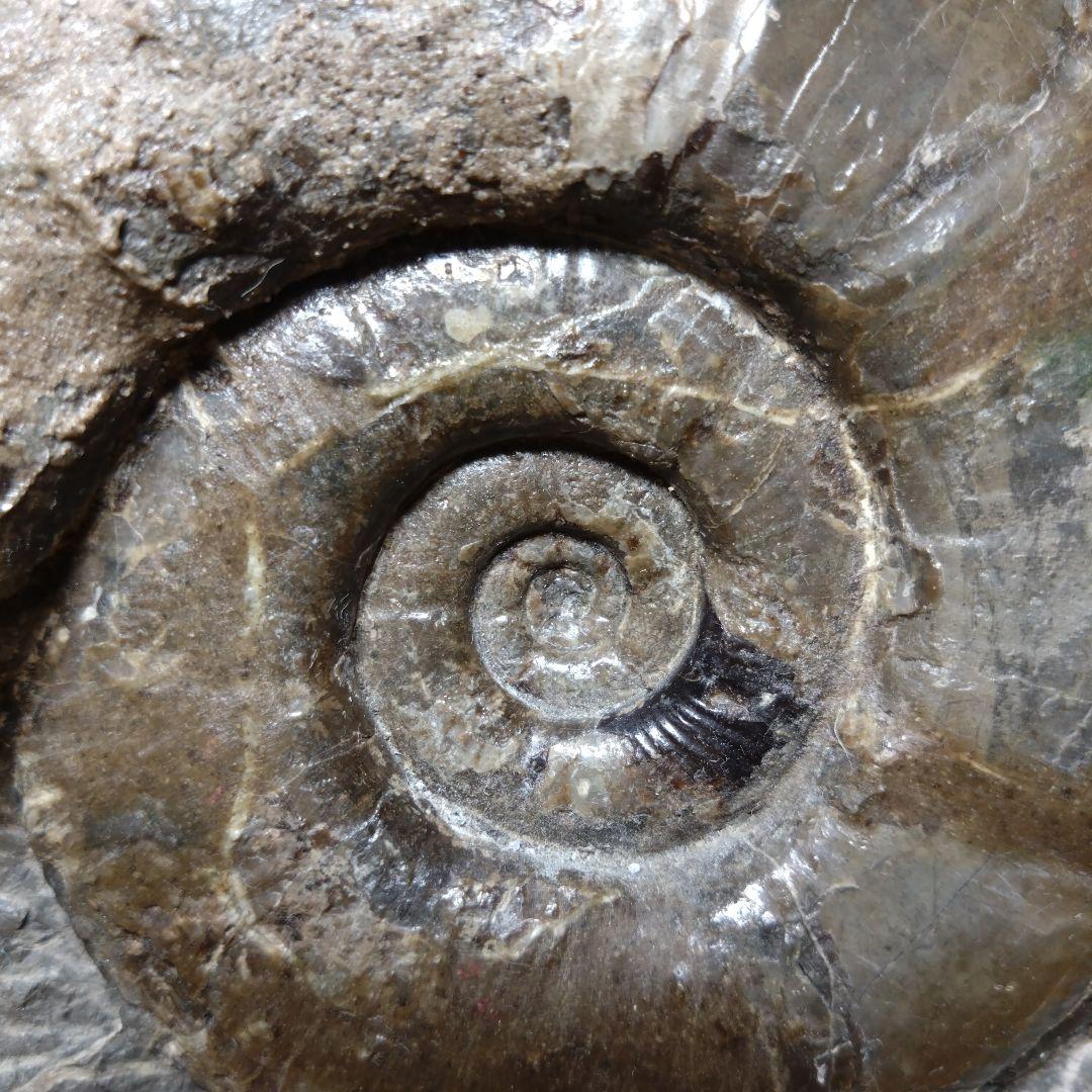アンモナイト化石 15.0cm、4.0kg