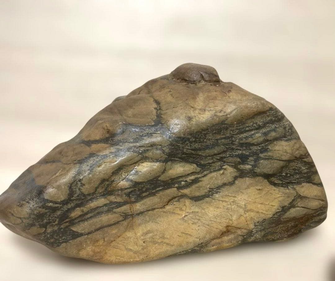 【希望ケ丘】　瀬田川石　瀬田川虎石　飴虎　水石