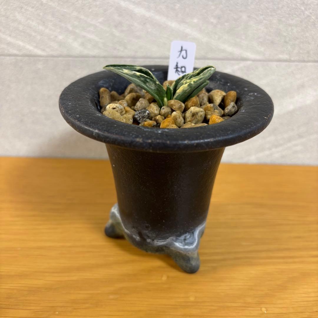 万年青　力和　羅紗系　鉢付き　おもと