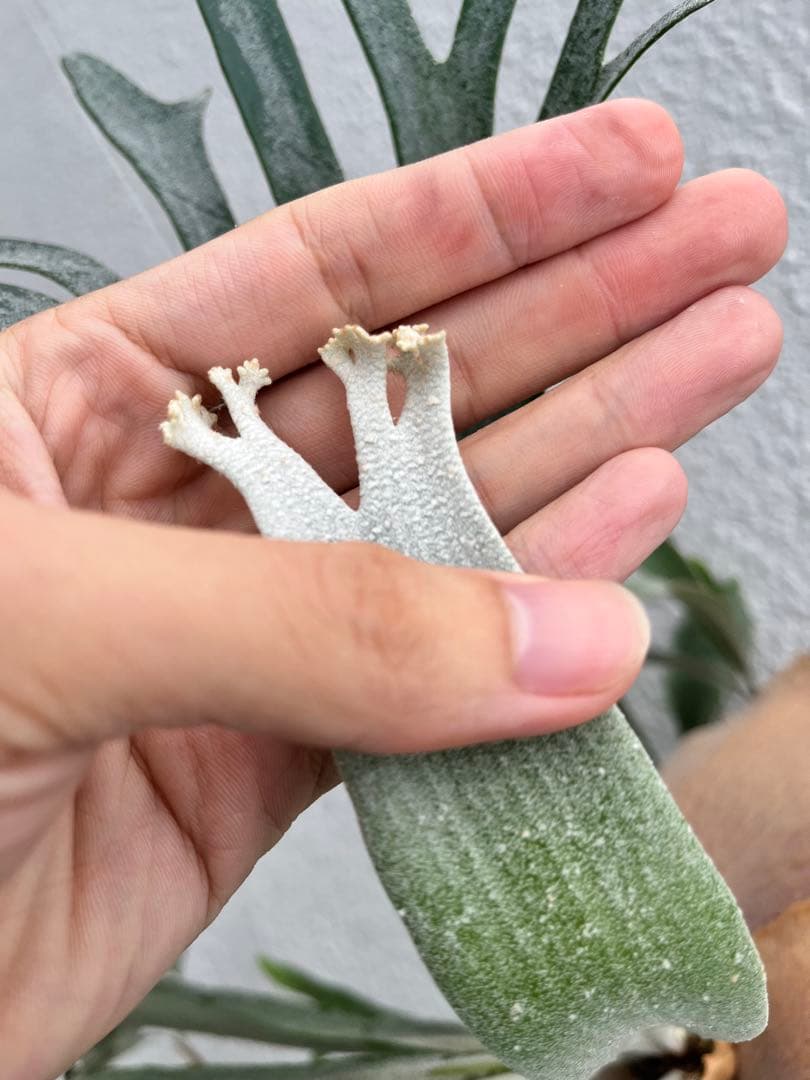 ビカクシダ　E-1 OC 白ビフ