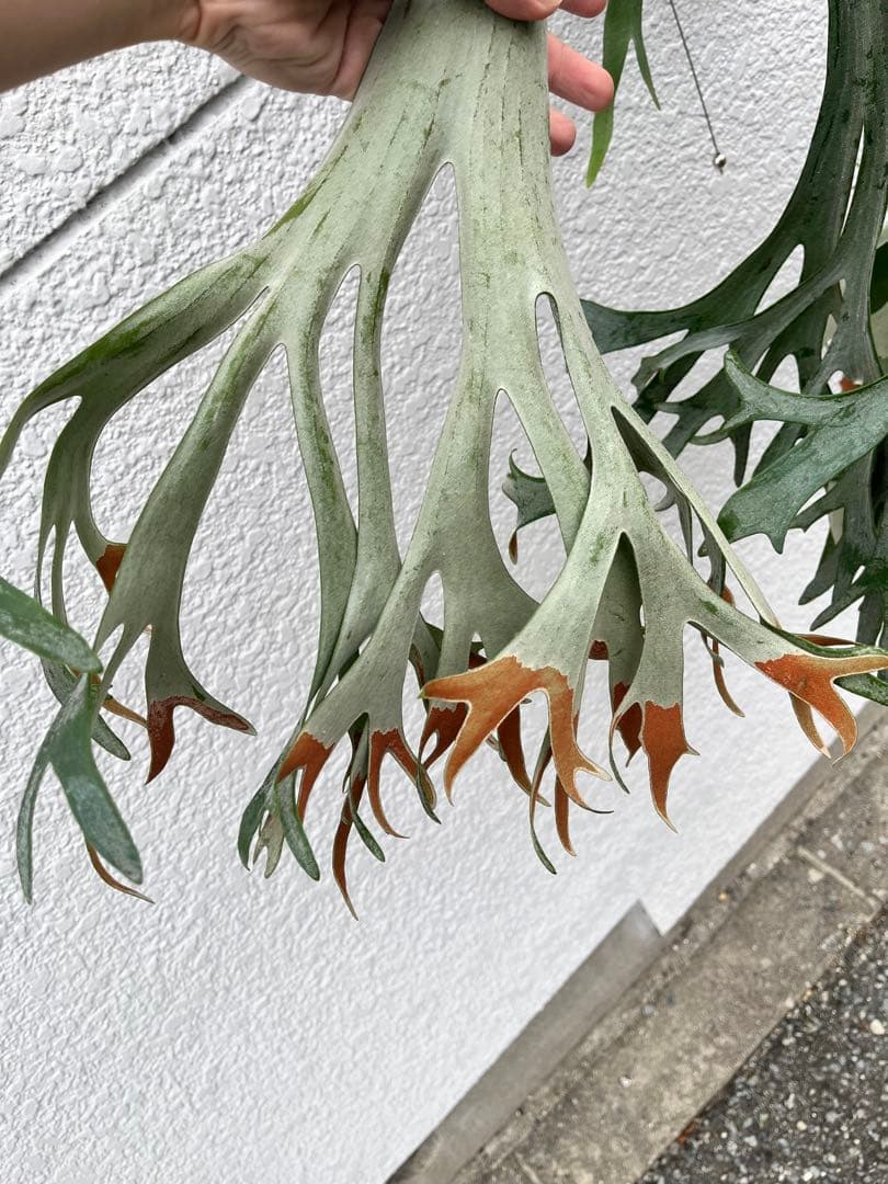 ビカクシダ　E-1 OC 白ビフ