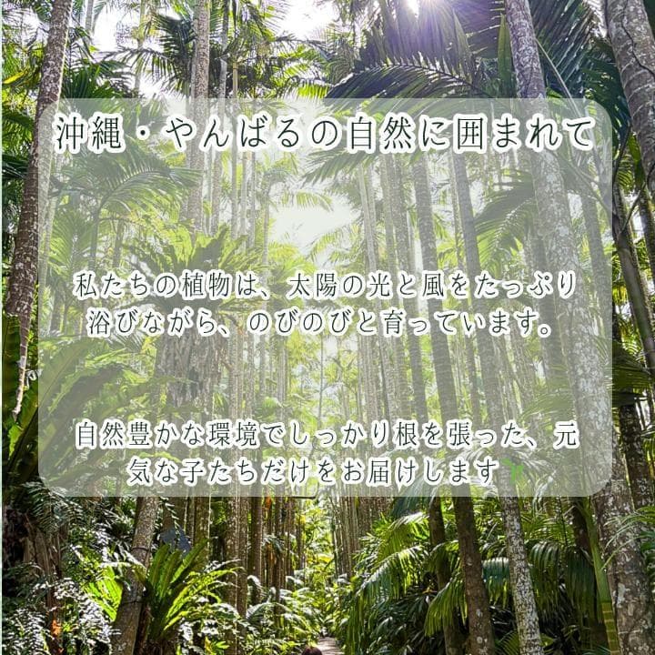 パキラ｜ミルキーウェイ × ムーンライト｜四箇所接木｜無機質用土 ｜A12