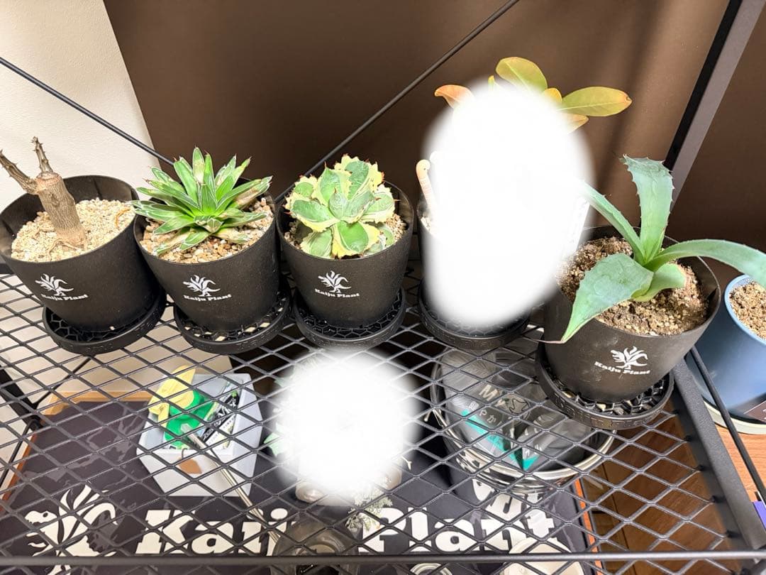 怪獣プランツ　怪獣プラント　アガベ 植物　棚　ラック