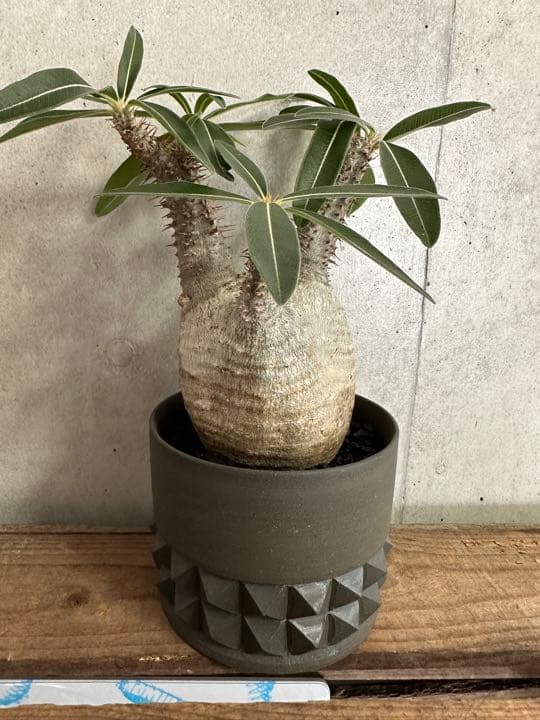 Botanize限定鉢×グラキリス