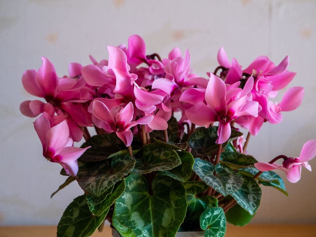 LUMIX GF5 パープル ミラーレス一眼