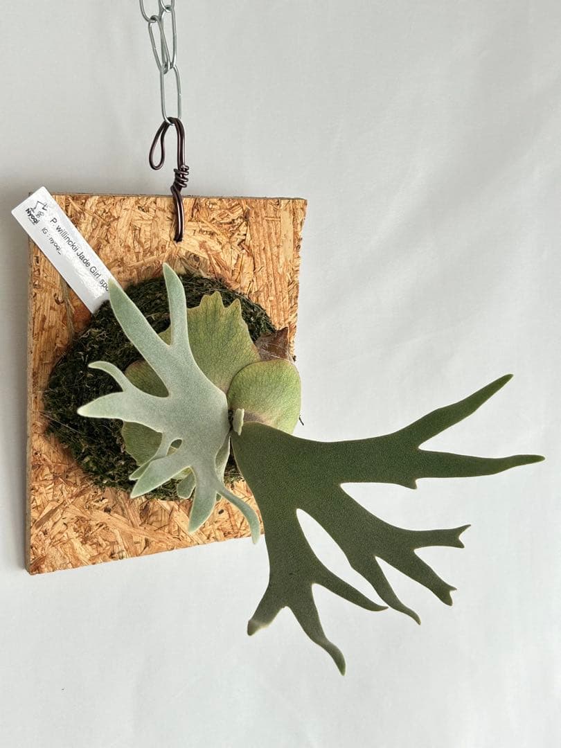 ビカクシダ P. Willinckii Jade Girl sporeling