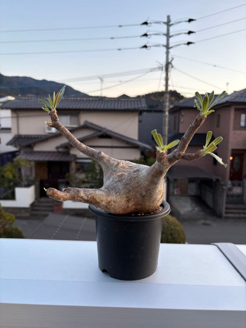 ひ*ー様 パキポディウムグラキリス