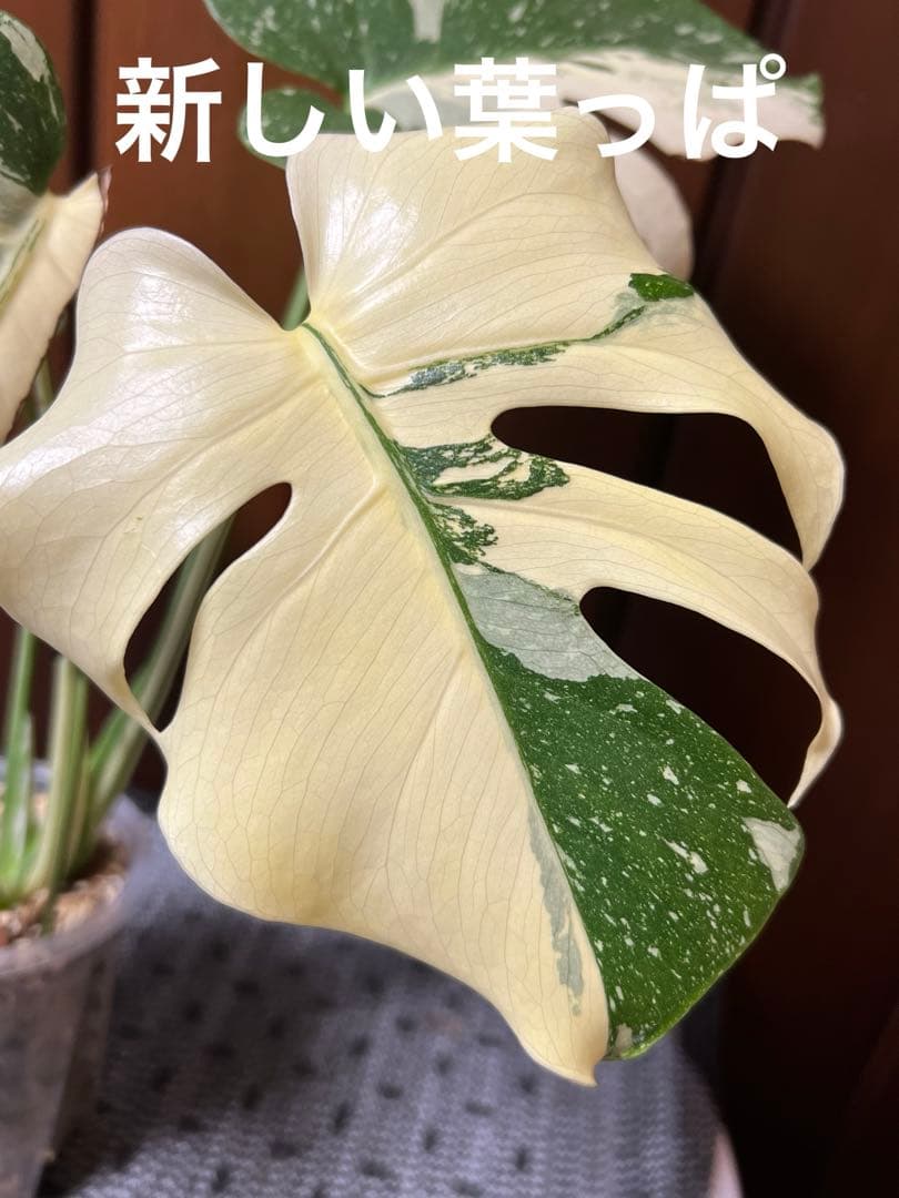 K*y様 斑入りモンステラデリショーサクリームブリュレ