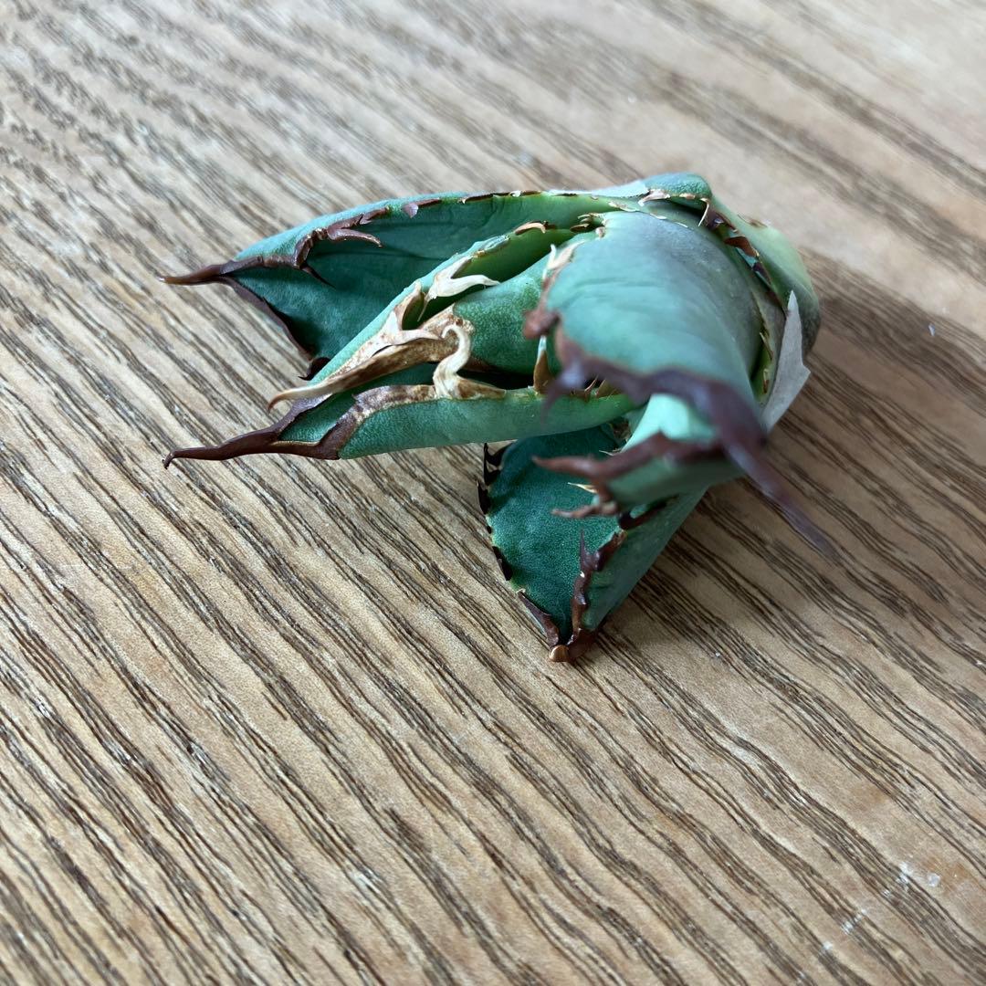 匿名配送【初売り】②REZA産　イラン株　アガベ　BLAZE ブレイズ