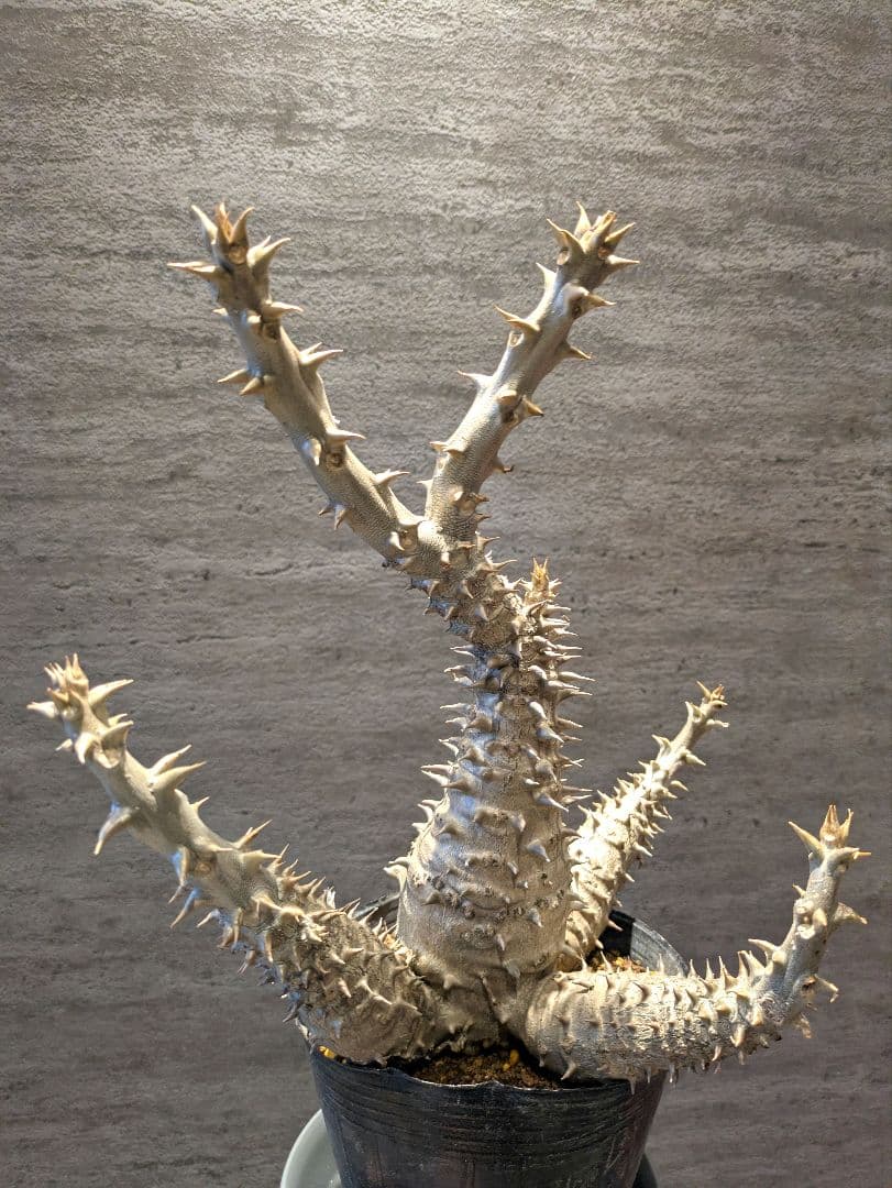 HIRO　パキポディウム ウィンゾリー 国内実生　 コーデックス　塊根植物