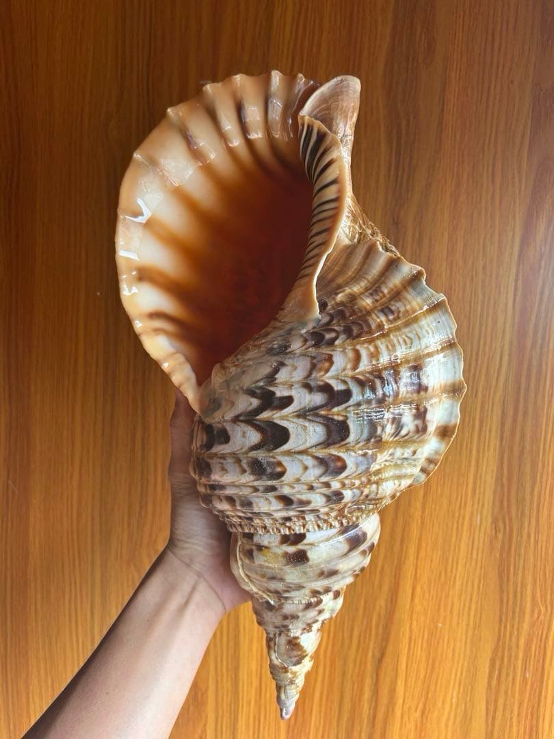 特大　法螺貝　43cm　(直線40cm)