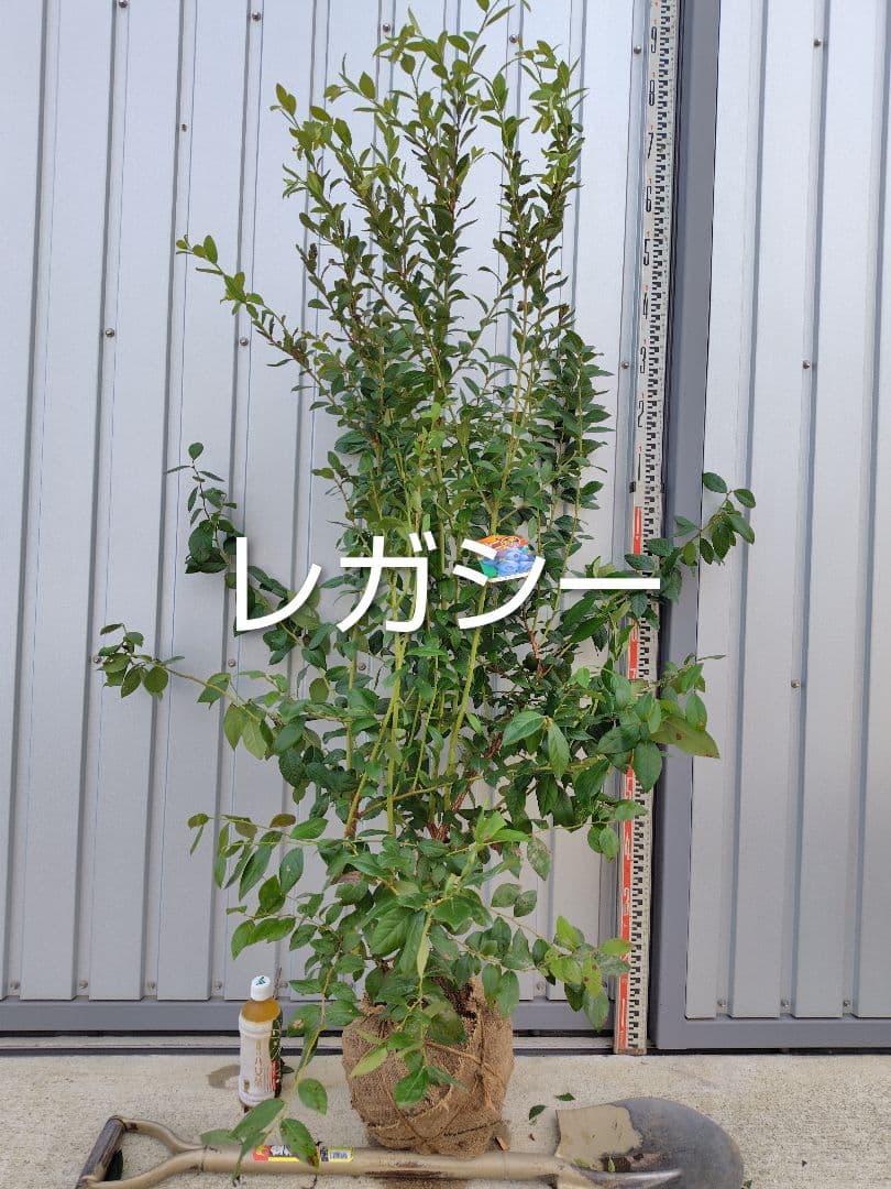 ブルーベリー苗シャープブルー＆レガシー大苗2本セット＋チャンドラー5号ポット2本