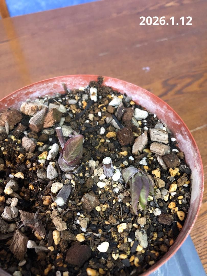 クリスマスローズ　原種　リグリクス②