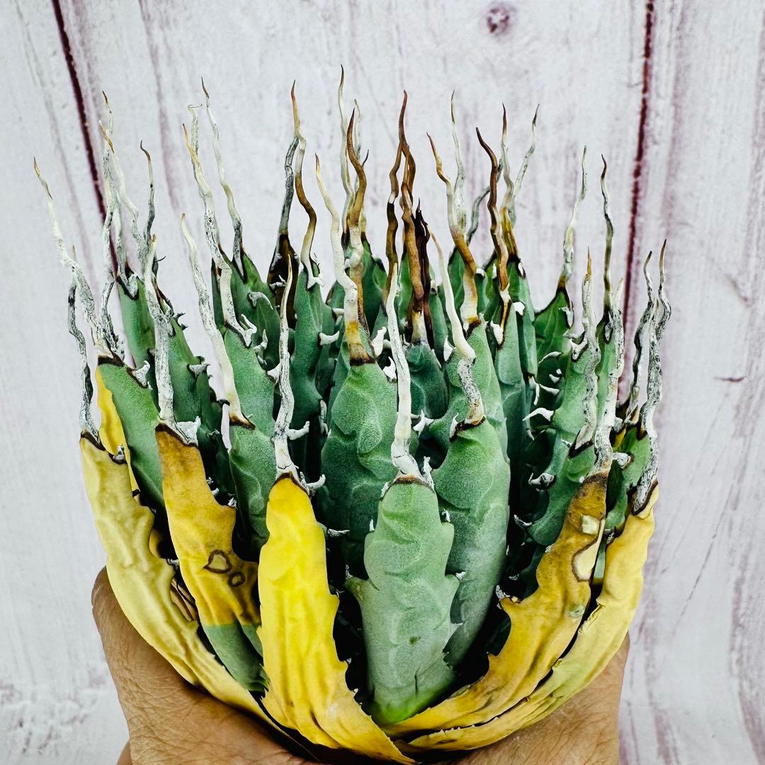 795 アガベ ユタエンシス エボリスピナ 陽炎