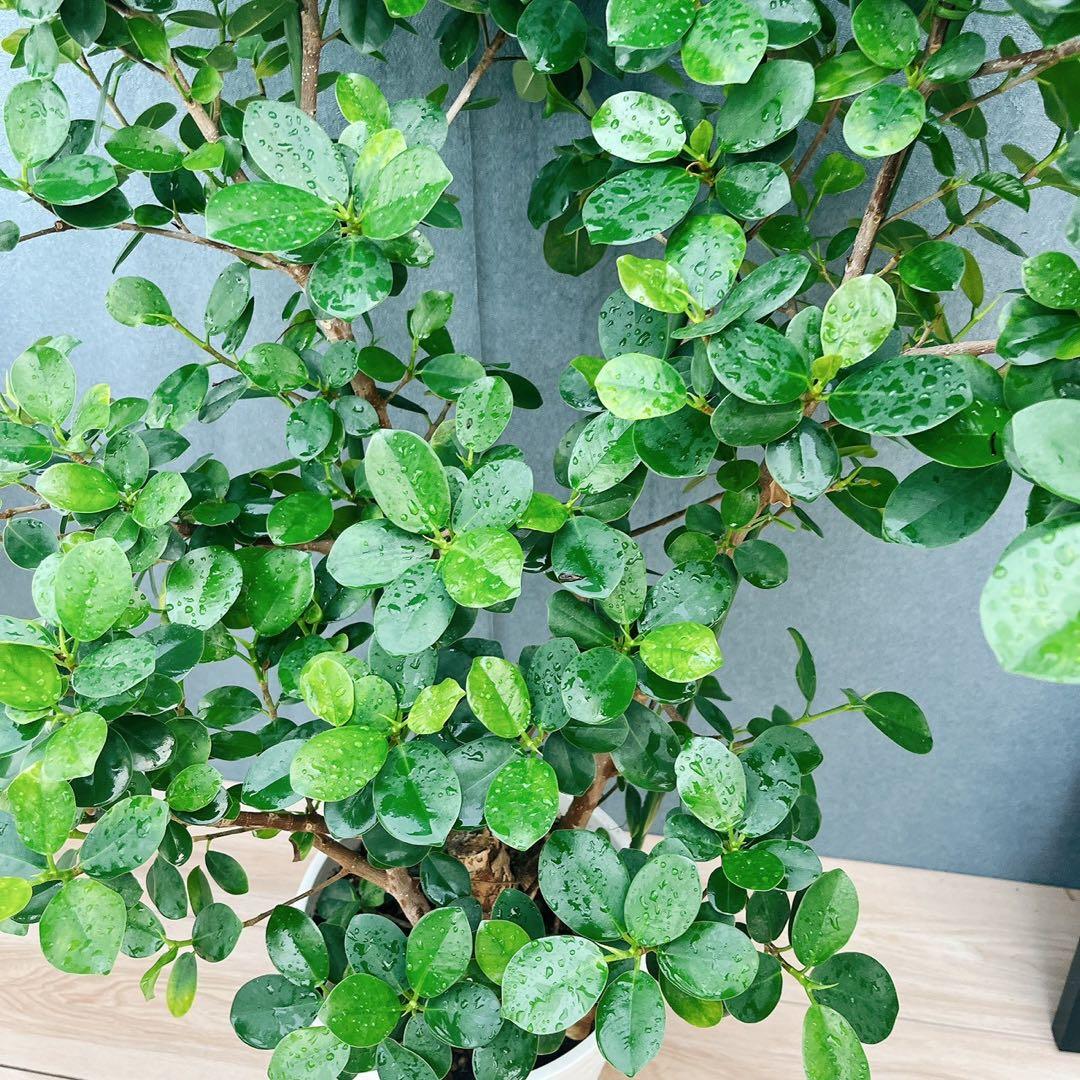 ［現品］【希少】12番　パンダガジュマル　8号　観葉植物　室内　レア　多幸の木