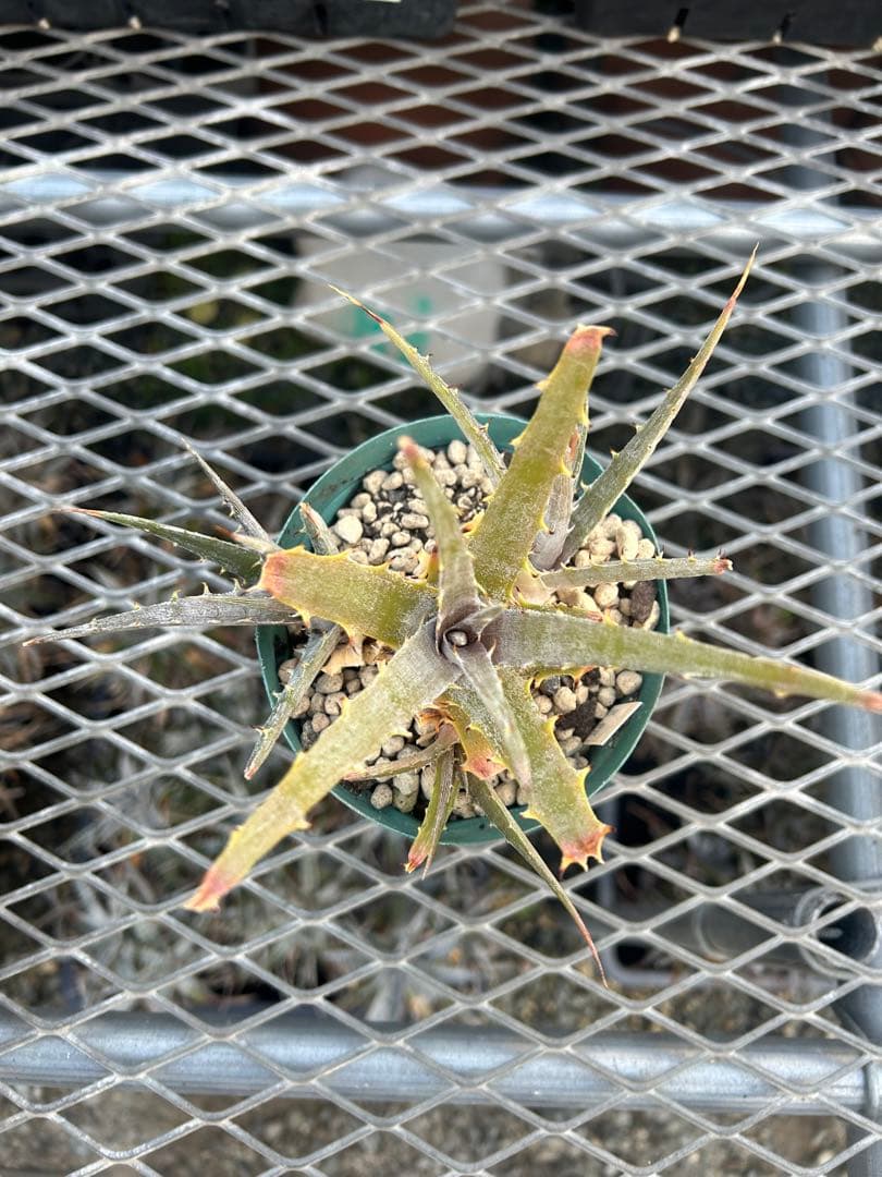 子株付き DBディッキア Dyckia beateae hybrid #227
