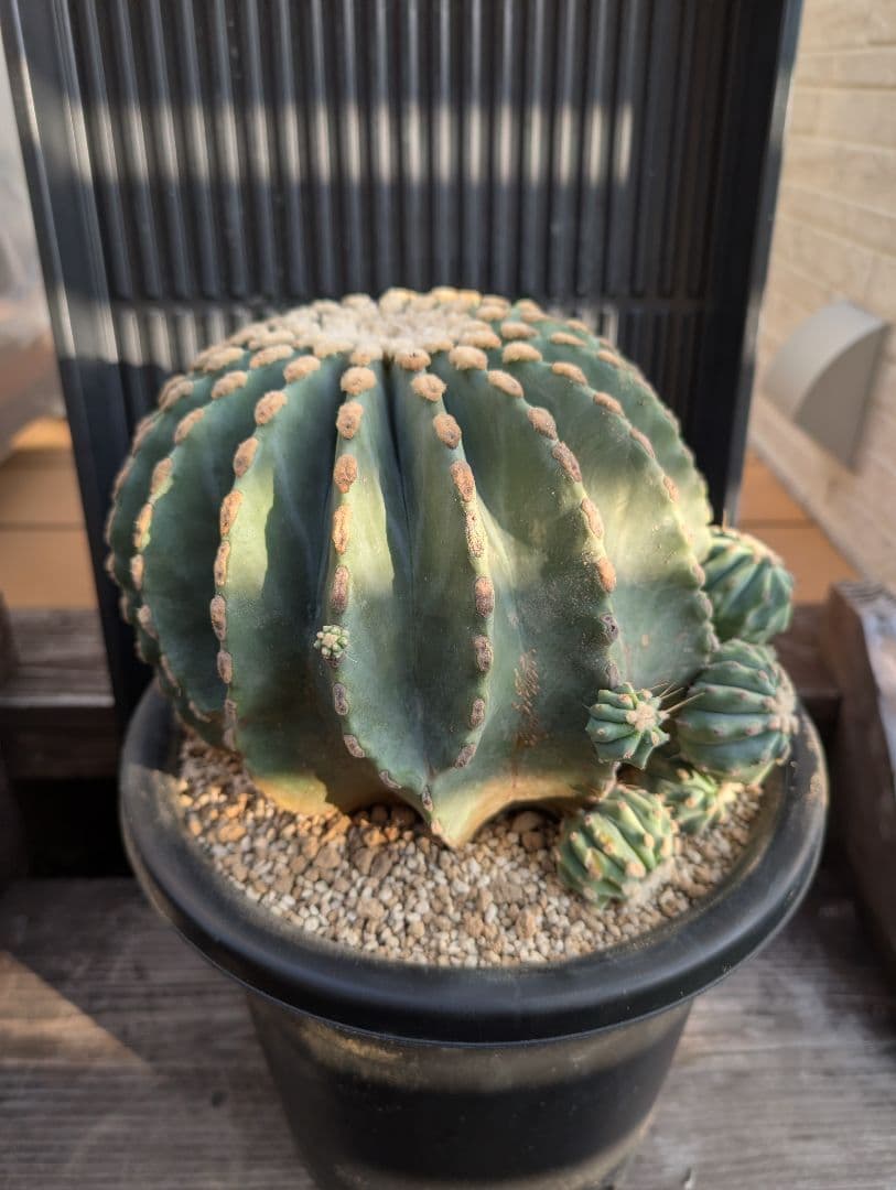 【Omc Labo】極上3　フェロカクタス刺無王冠竜　希少 サボテン　古木