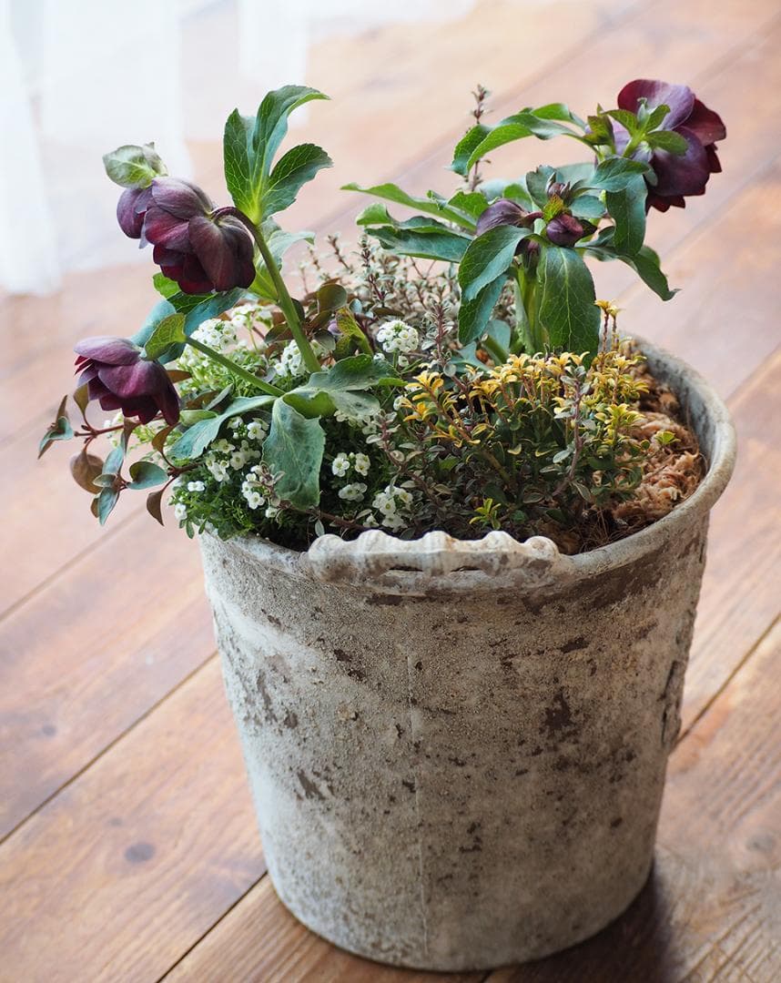 【最終お値下】クリスマスローズのシックな寄せ植え