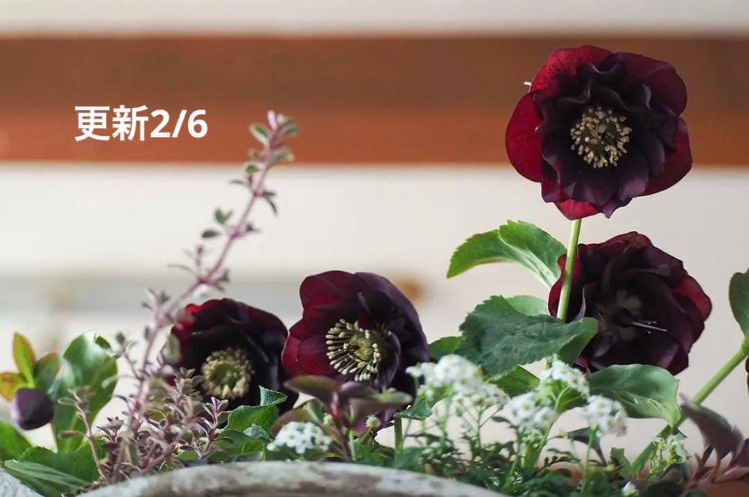 【最終お値下】クリスマスローズのシックな寄せ植え