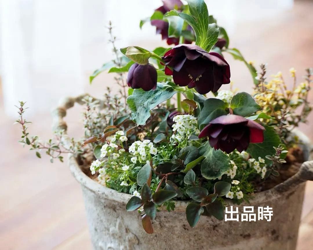 【最終お値下】クリスマスローズのシックな寄せ植え