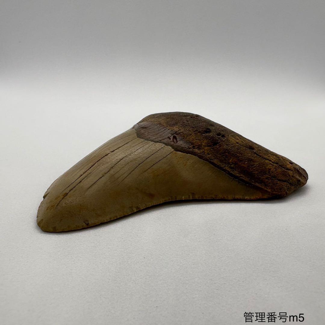 本物　メガロドンの歯　化石　サメ　9.5cm アメリカ合衆国