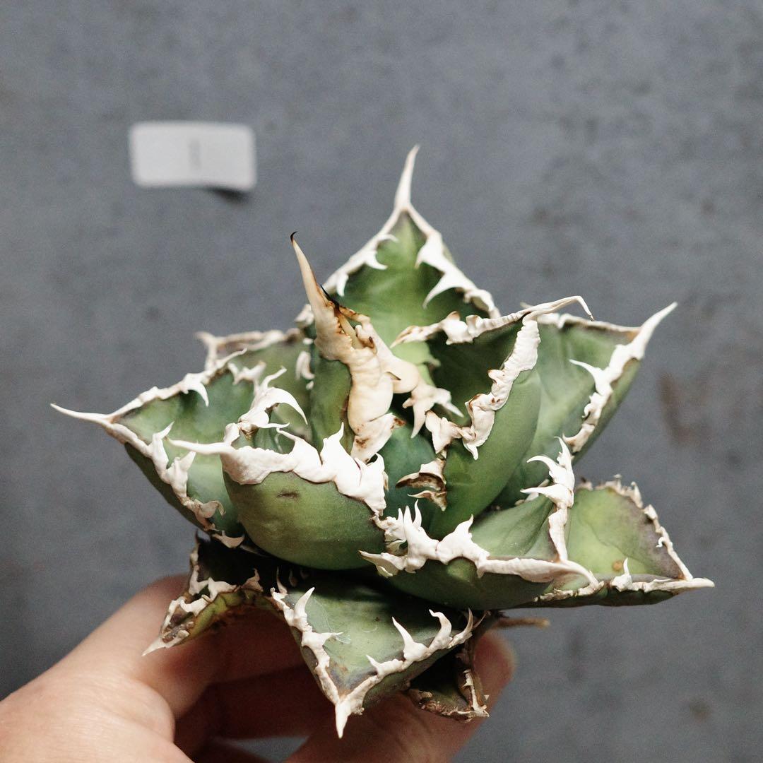 アガベ　チタノタ　オテロイ　包心龍　OC株　太バンド　14