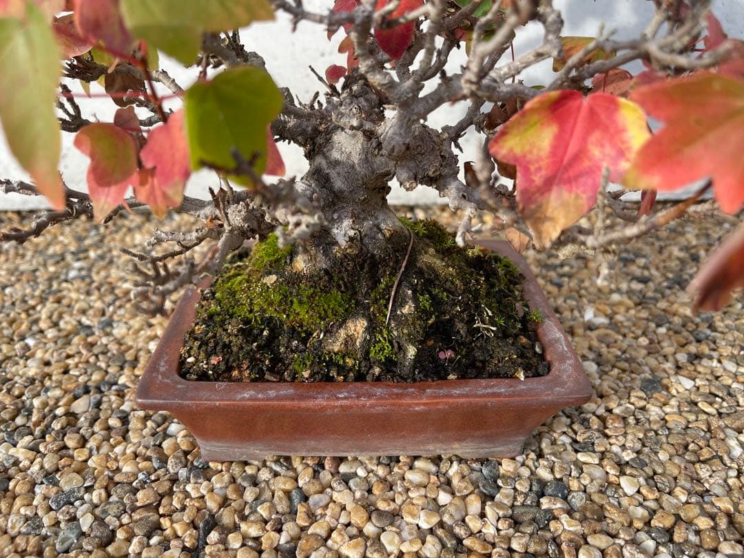 小品 盆栽 楓 カエデ