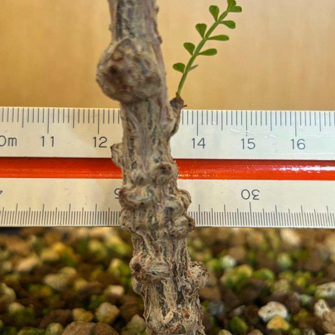 【鉢のまま宅急便発送】パキプス　実生株⑦