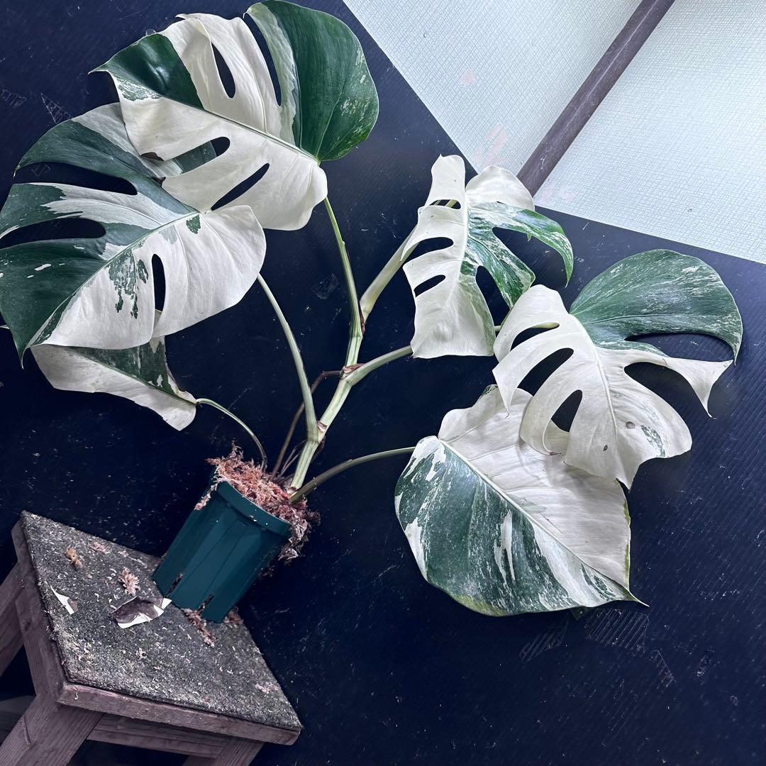 葛*湯様 斑入りモンステラ ホワイトタイガー極美大株59cm白斑多