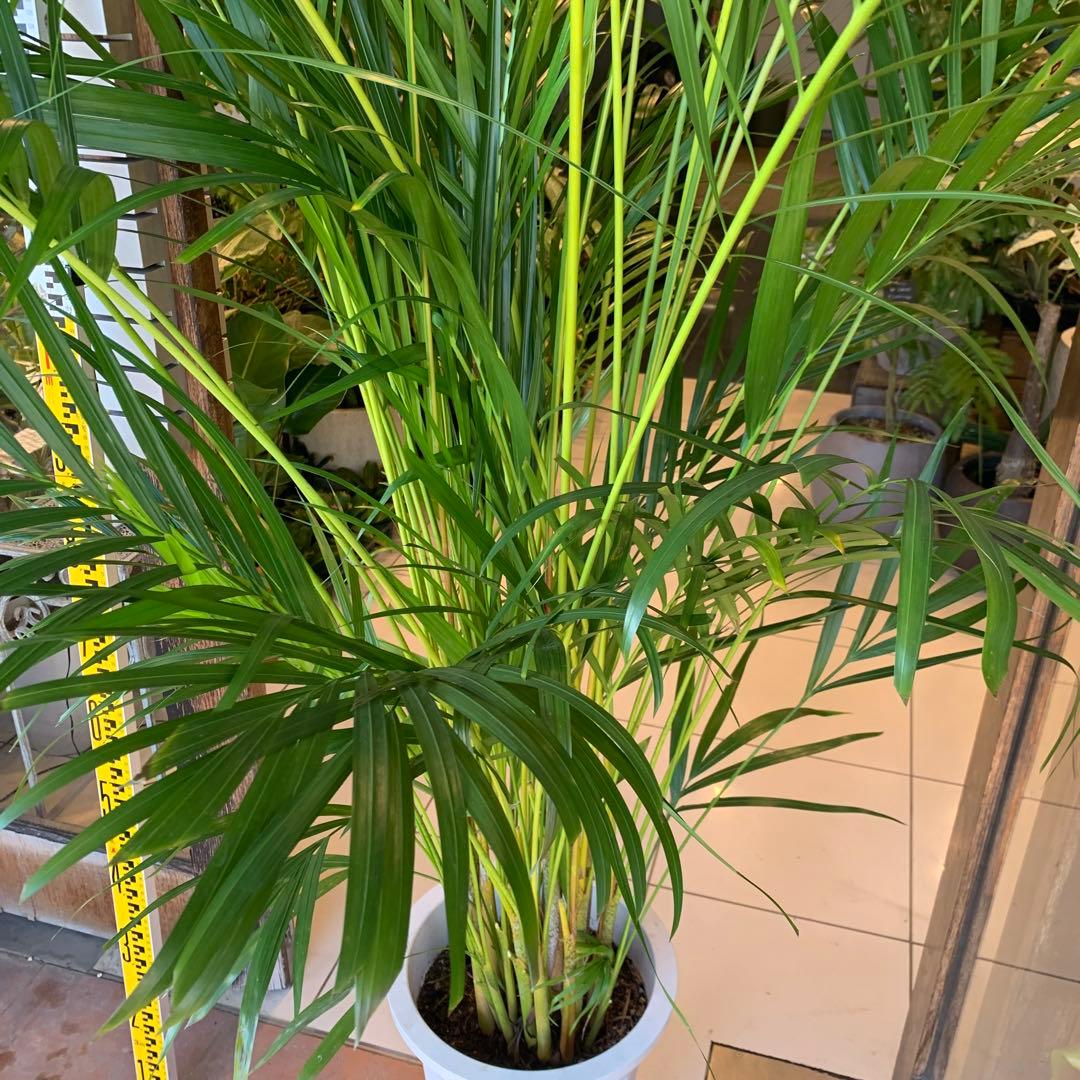 特大 アレカヤシ 10号　ファイバー鉢　お皿付き