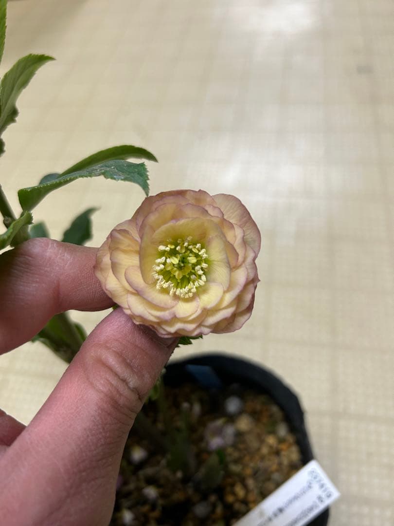 小輪系 アプリコット 加藤農園 クリスマスローズ 同梱可能