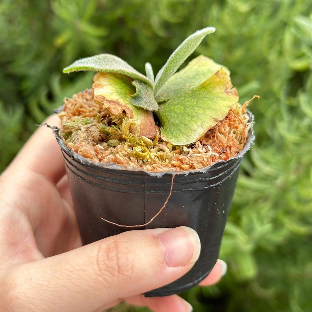 速達！！P.willinckii ’Asurada’ Sporeling 02