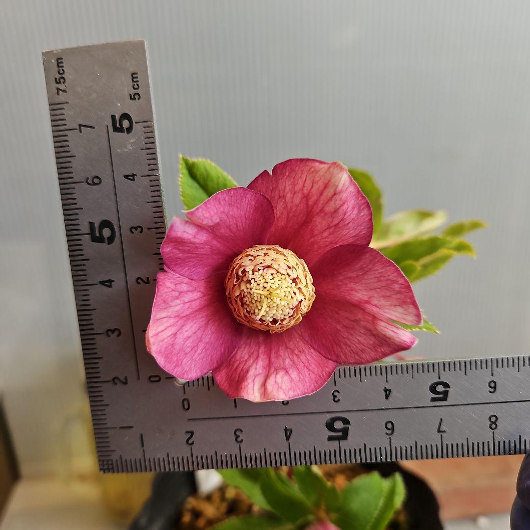 ㉖-282クリスマスローズ