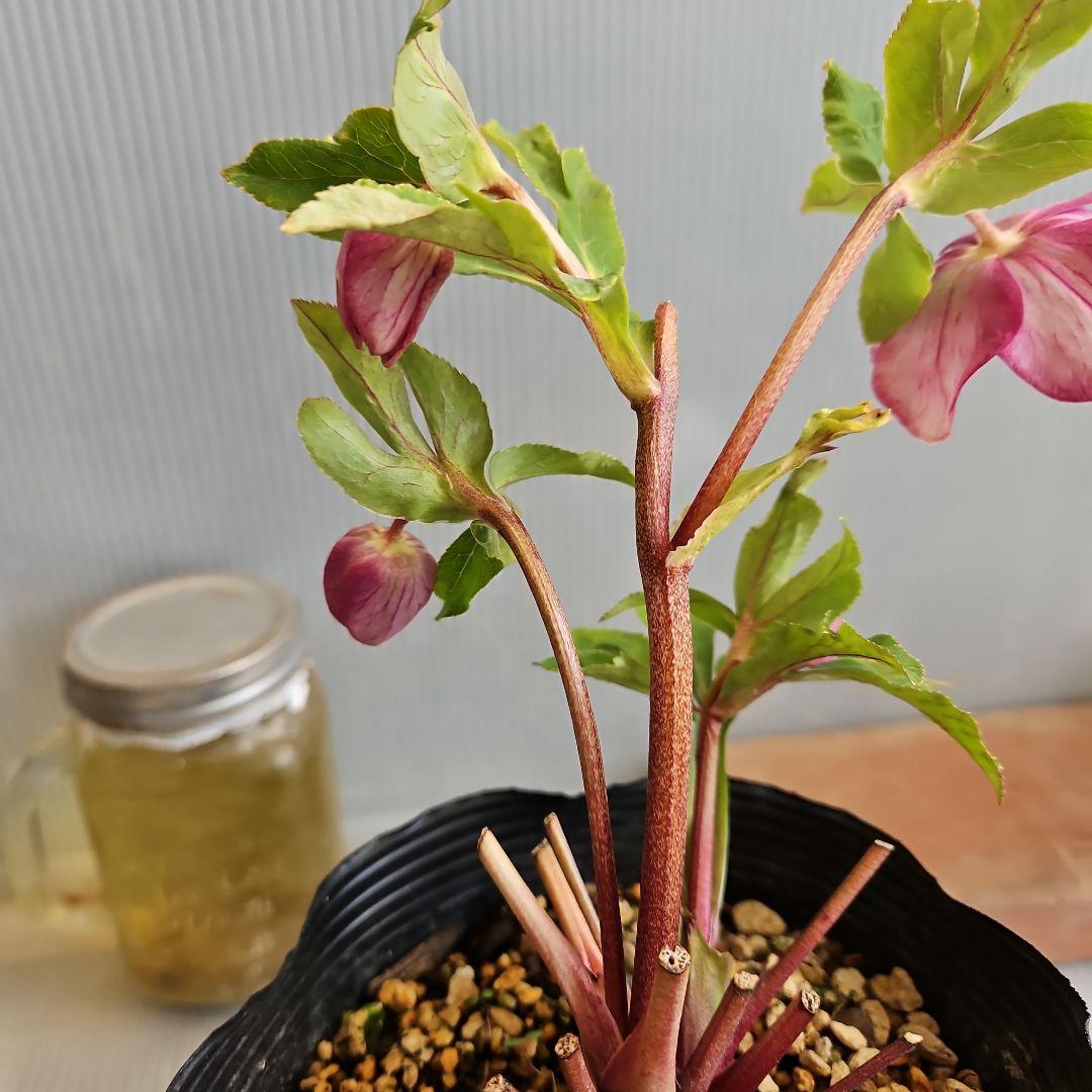 ㉖-282クリスマスローズ