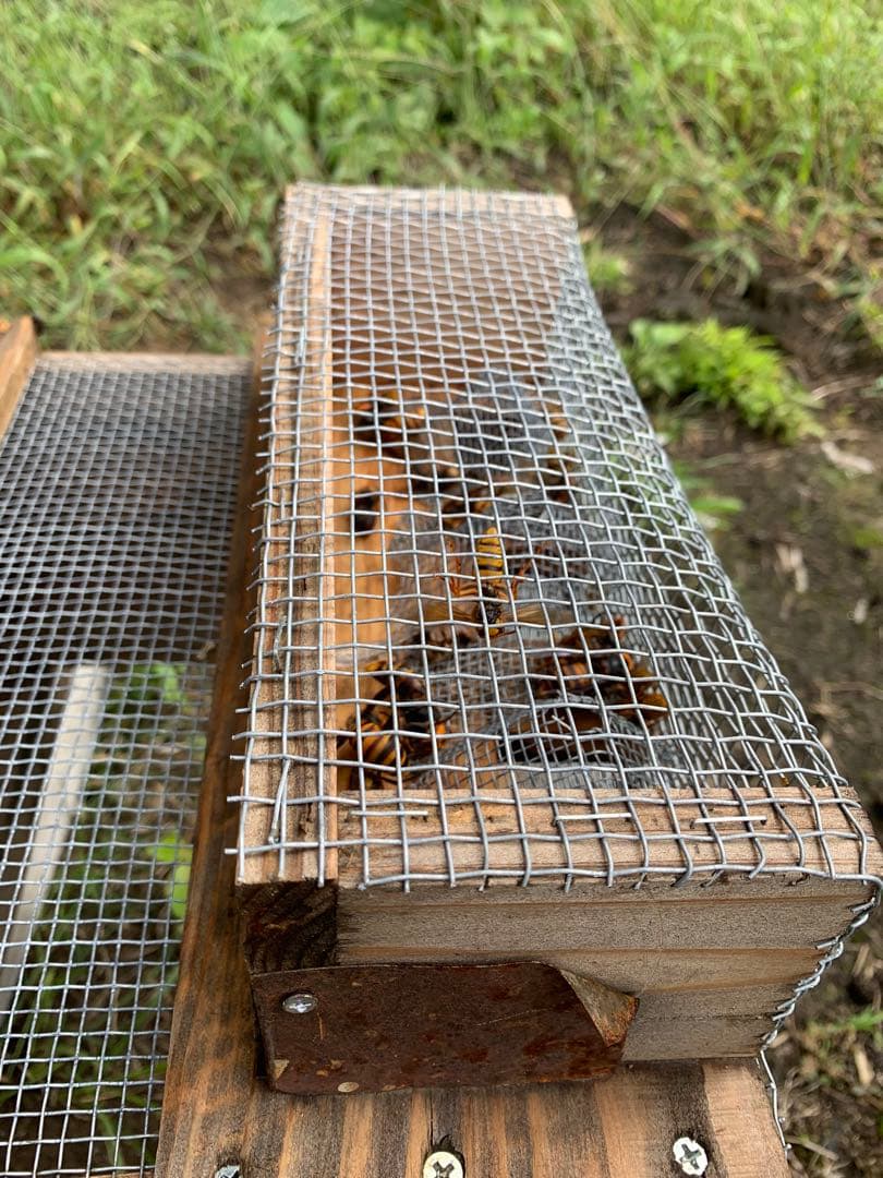 スズメバチ捕獲器　4個組　とも