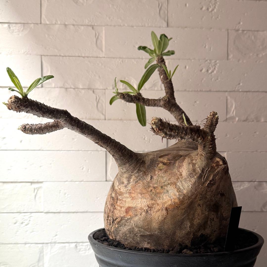 PG37 パキポディウム グラキリス 発根済 現地株