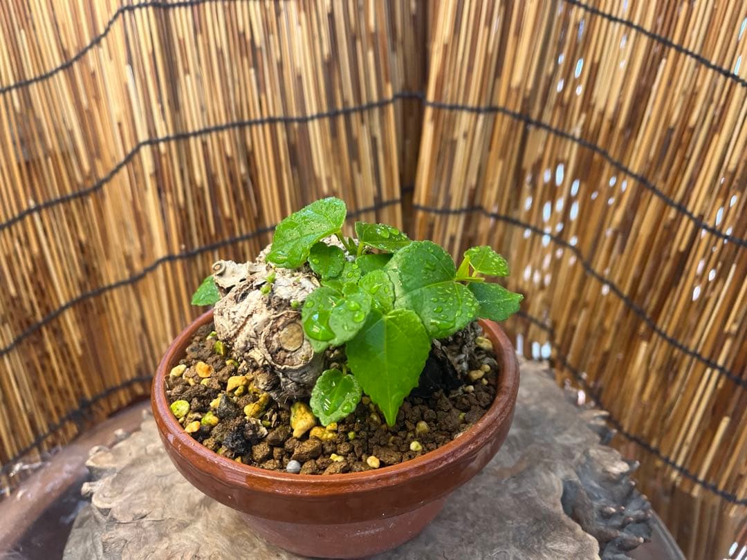 ✨✨✨オキナワイボオオハマボウ【◎美株品】/ユウナ/ハート葉happy♪